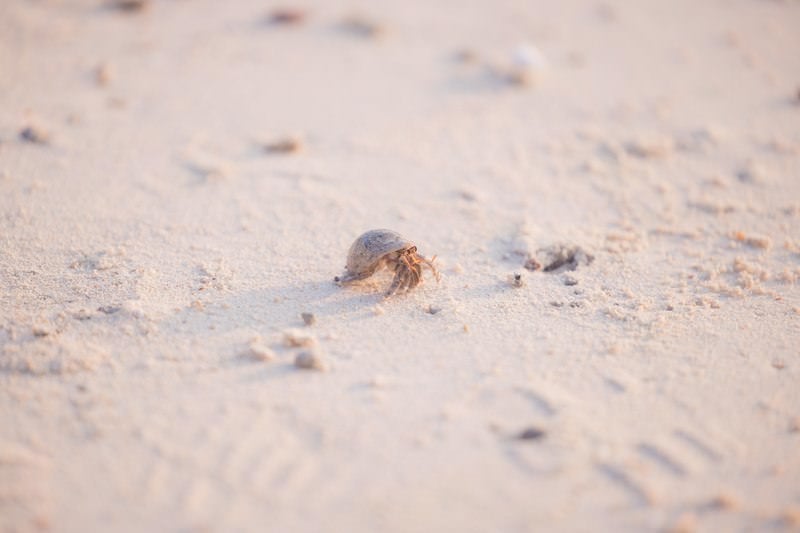 砂浜を歩くヤドカリの写真
