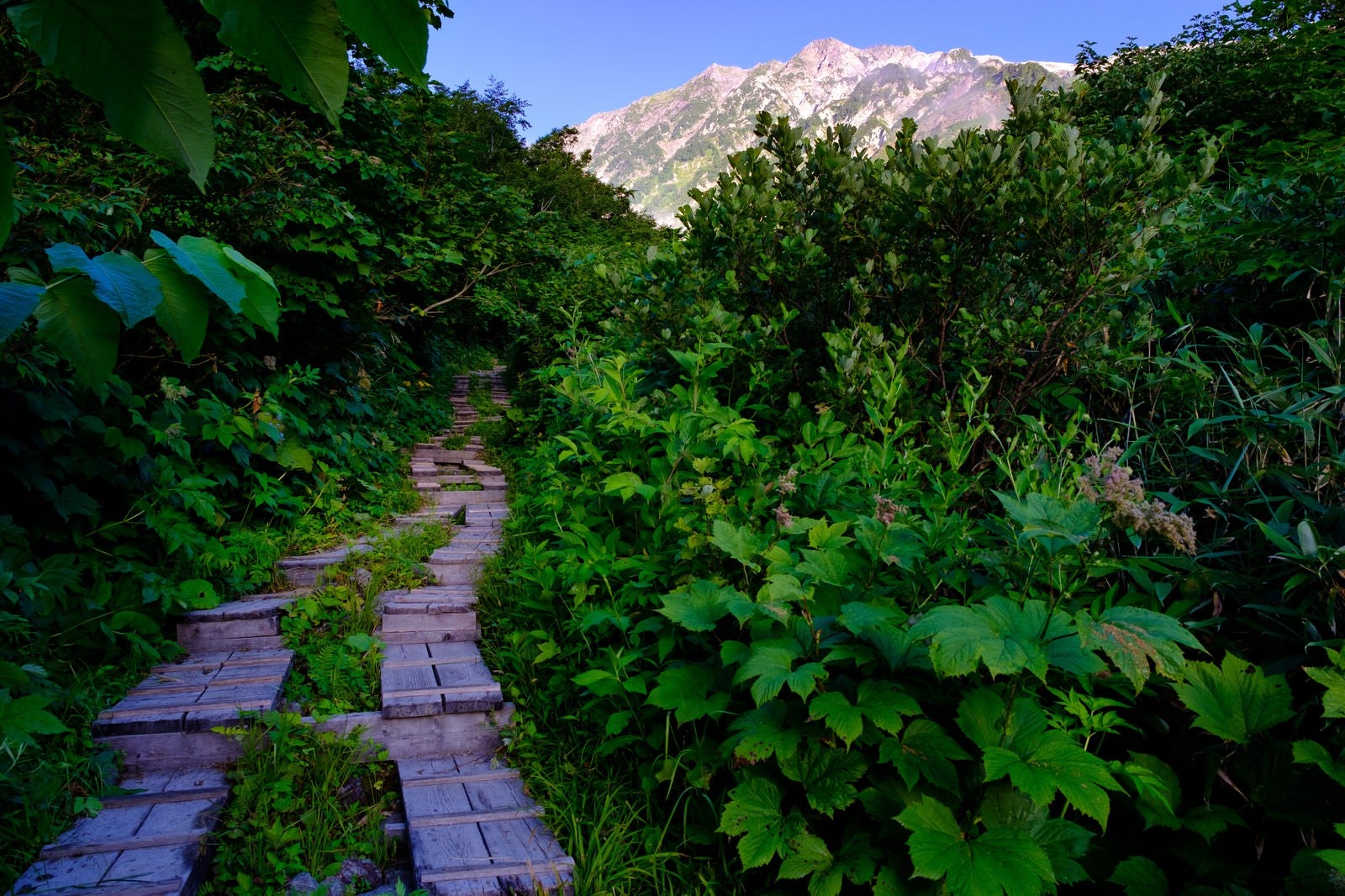 「猿倉から白馬岳を目指す登山道」の写真