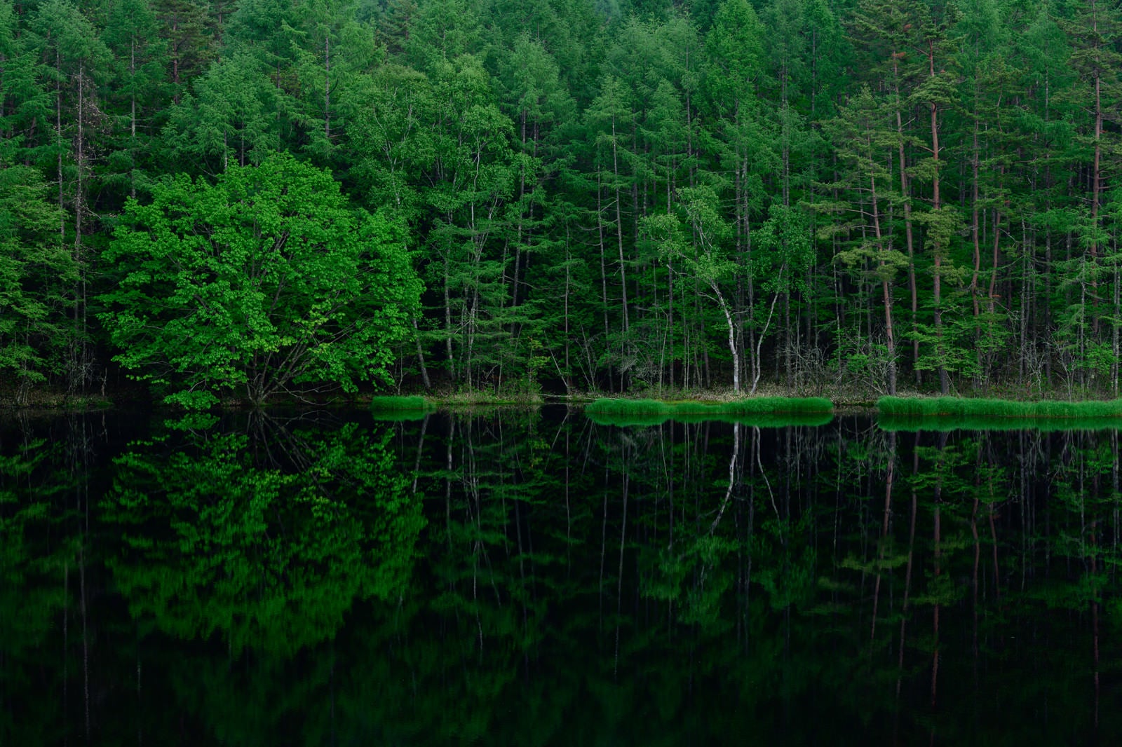 「池の水鏡に映る新緑の森」の写真
