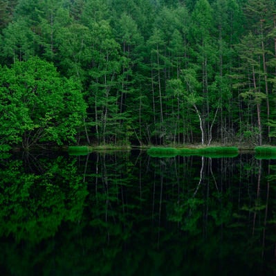 池の水鏡に映る新緑の森の写真