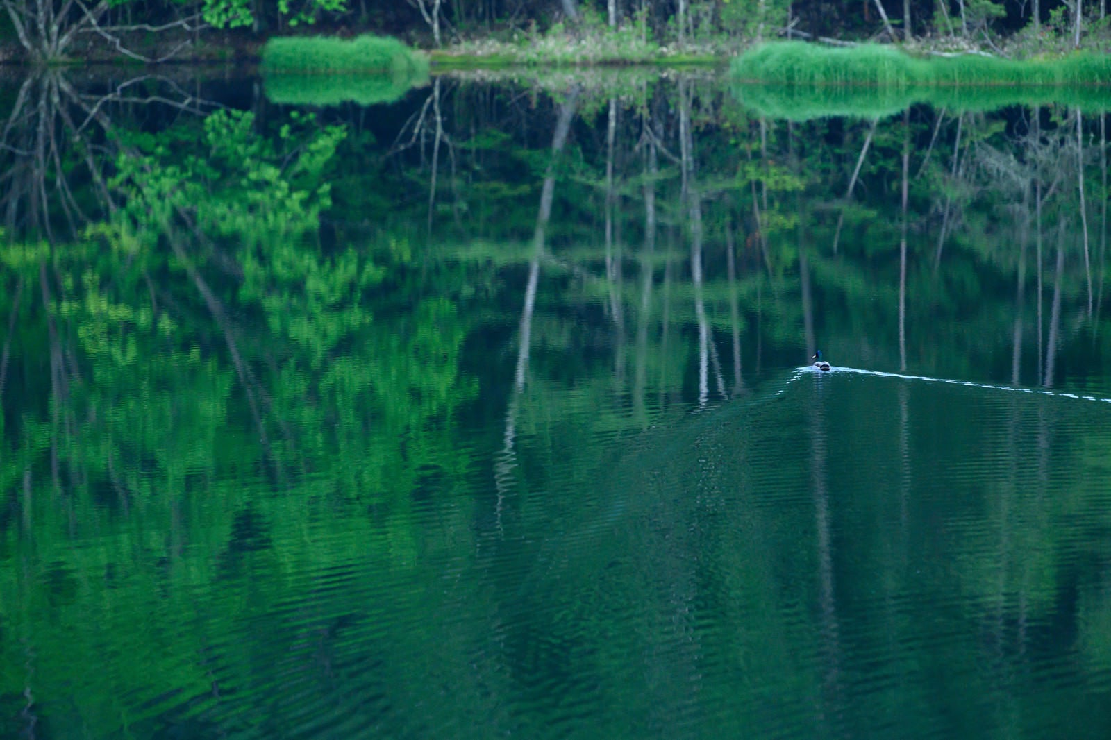 「水鏡の池を鴨がスイー」の写真