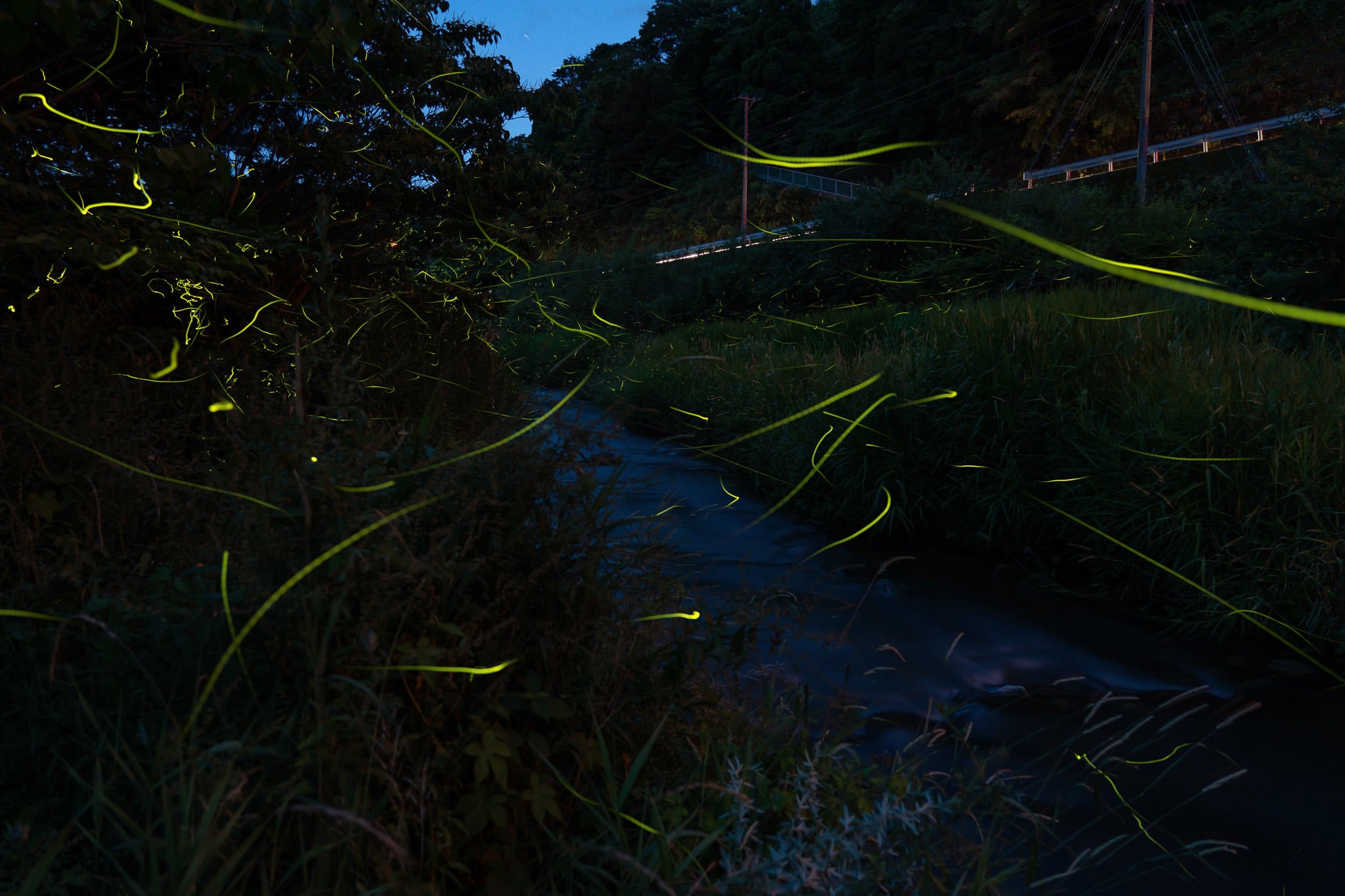 蛍が舞う初夏の無料写真素材 - ID.83638｜ぱくたそ