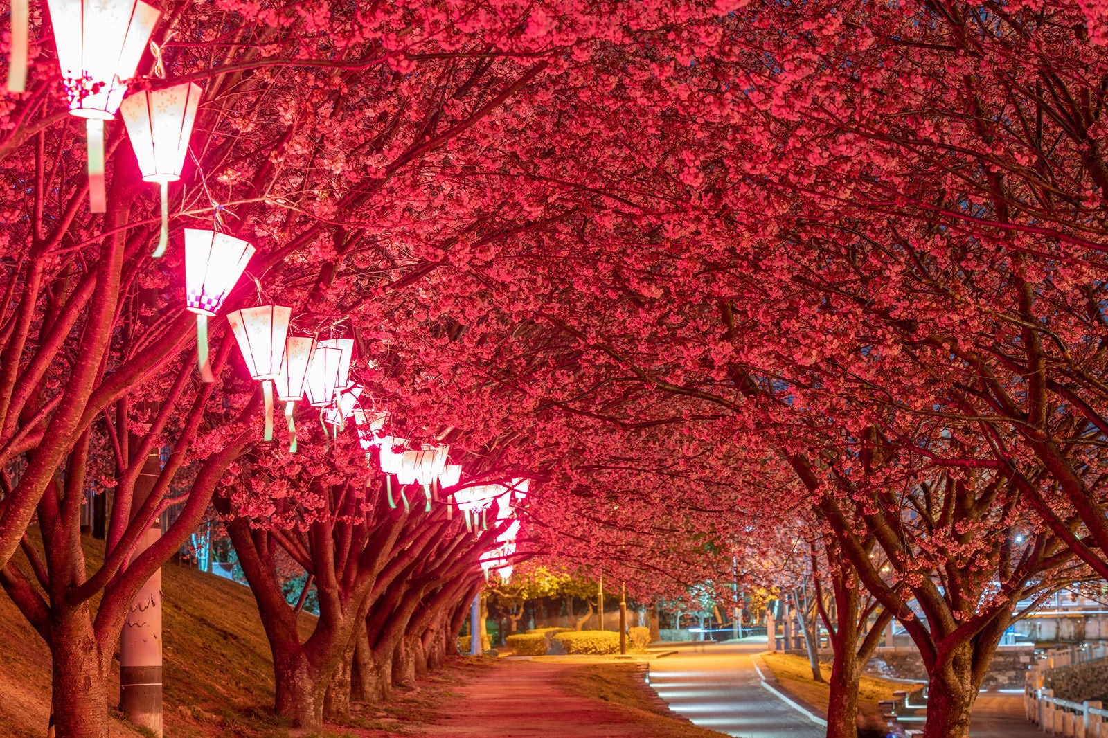 「蜂須賀桜のライトアップ」の写真