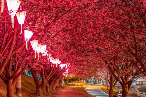 蜂須賀桜のライトアップの写真