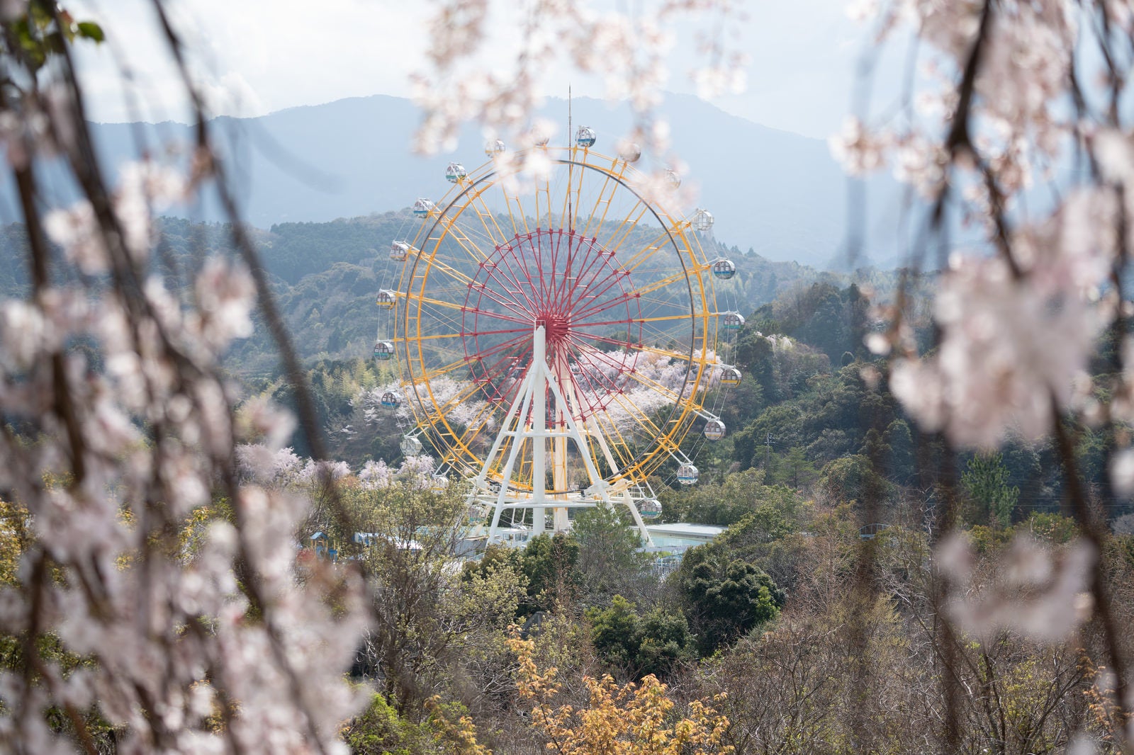 「桜と観覧車」の写真