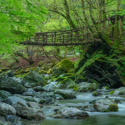 奥祖谷の秘境・二重かずら橋と新緑の渓谷・清流の写真