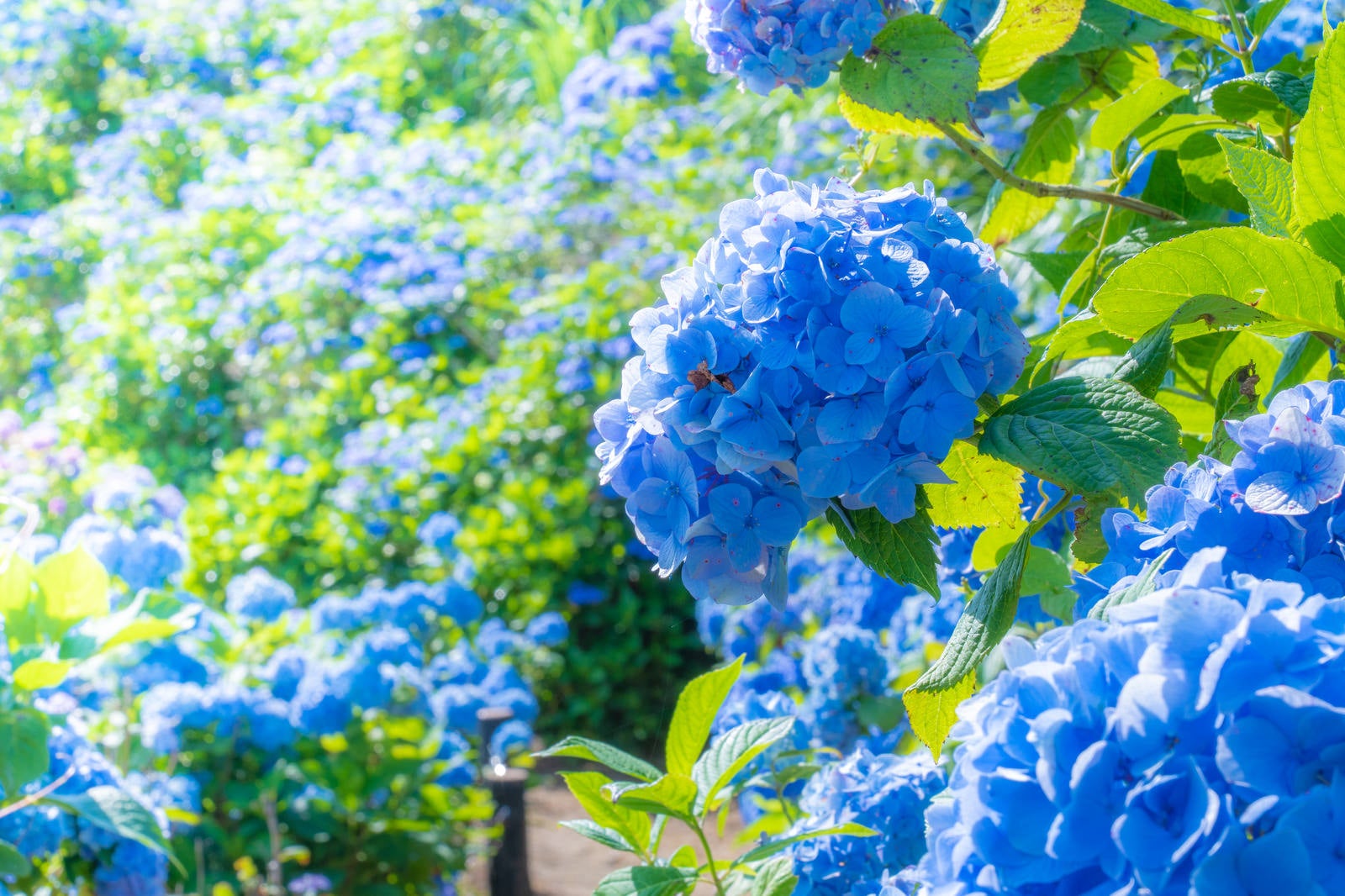 「青色に咲く紫陽花」の写真