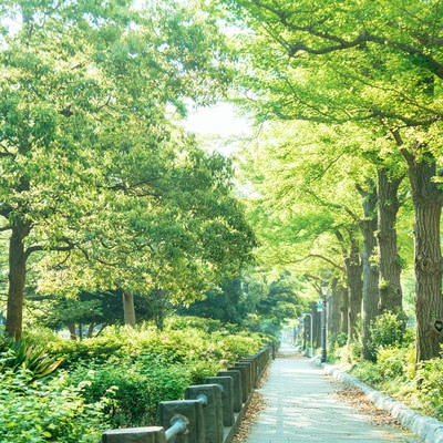 山下公園の新緑の道の写真