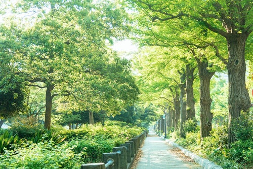 山下公園の新緑の道の写真
