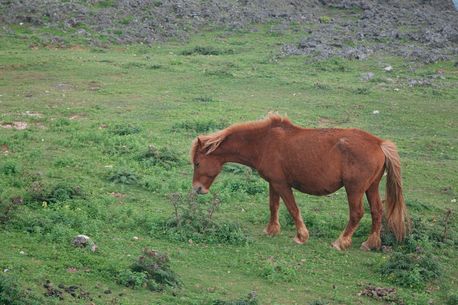 「緑の牧草地を歩く野生馬」の写真