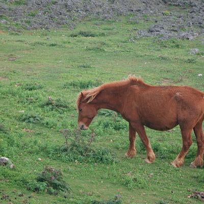 緑の牧草地を歩く野生馬の写真