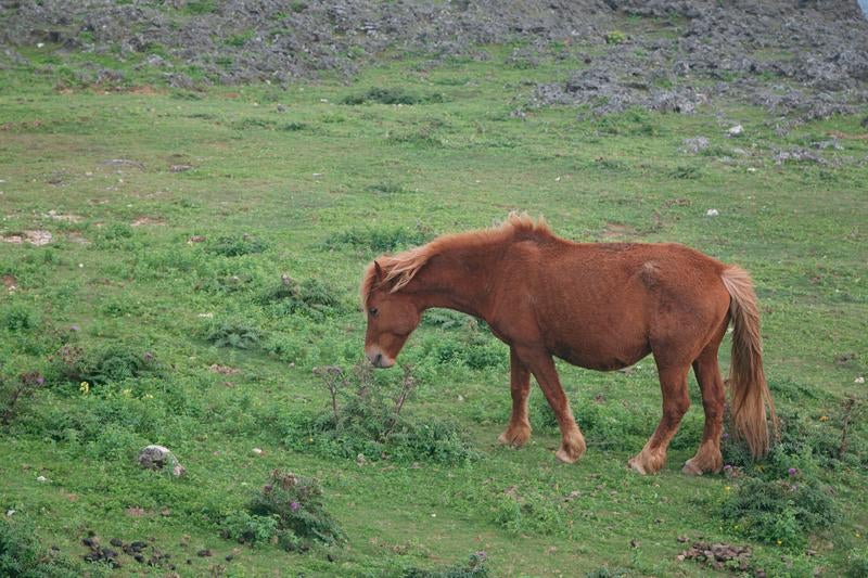 緑の牧草地を歩く野生馬の写真