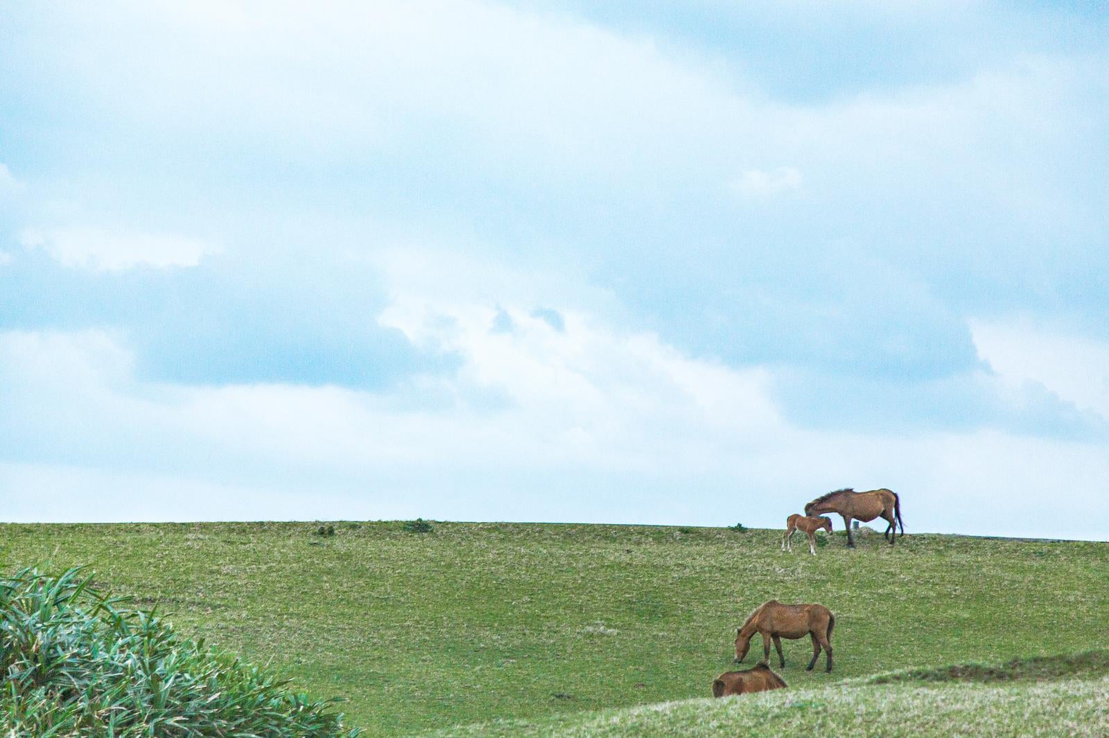「のどかな放牧風景と野生馬」の写真