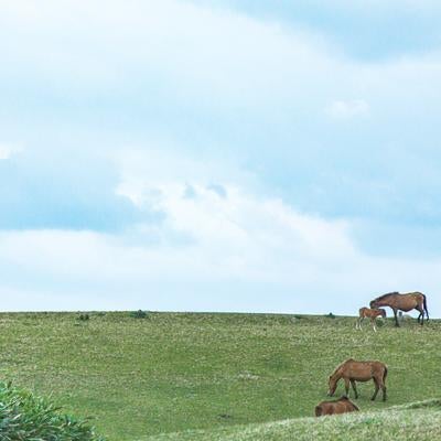 のどかな放牧風景と野生馬の素材