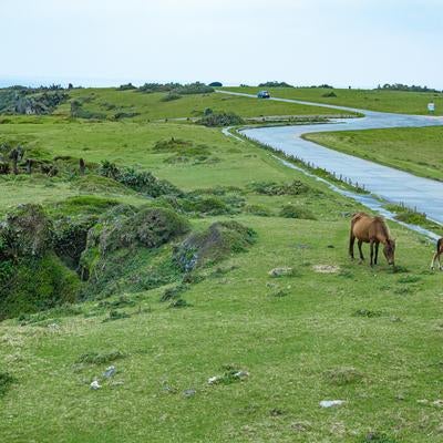 与那国島の緑の牧草地で草を食む馬たちの素材