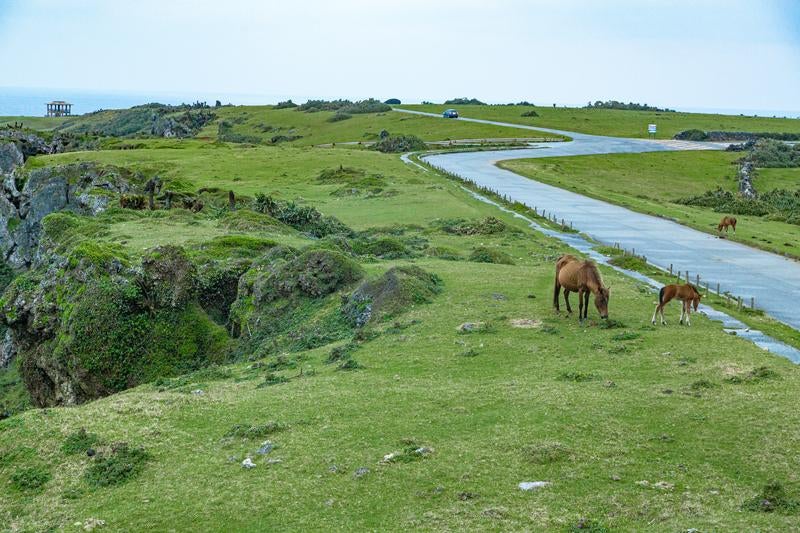 Horses Grazing in the Green Pastures of Yonaguni Island