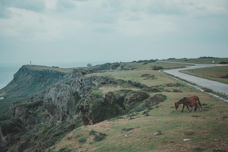 徳之島の海岸線の崖地で放牧される茶色い馬の写真
