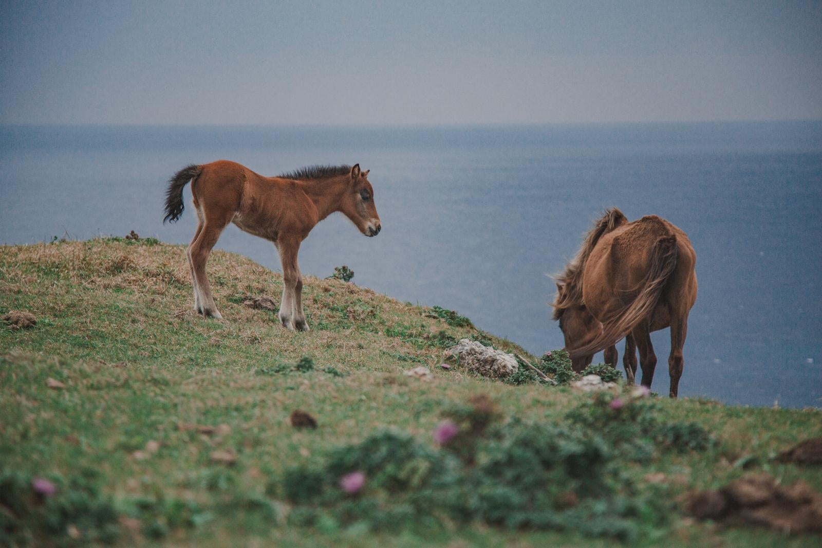 「海辺の草原で親子の馬（徳之島）」の写真