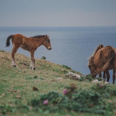 海辺の草原で草を食む親子の馬の写真