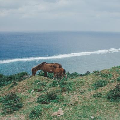 断崖絶壁の草原で草を食む親子の馬の写真