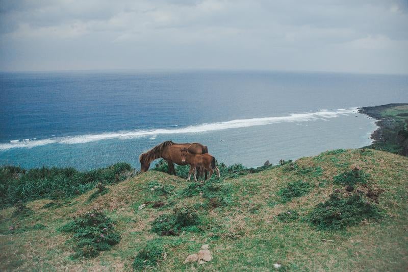 断崖絶壁の草原で佇む馬たちの写真