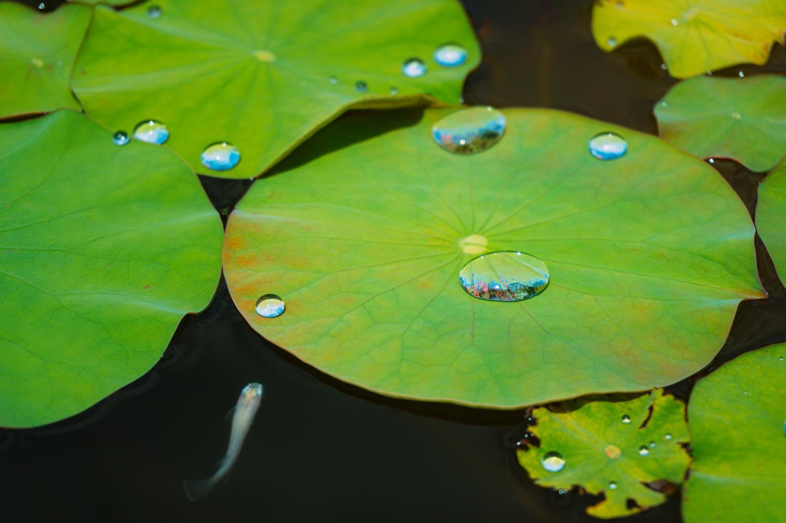 「水滴を残す蓮の葉と日陰を求めるメダカ」の写真