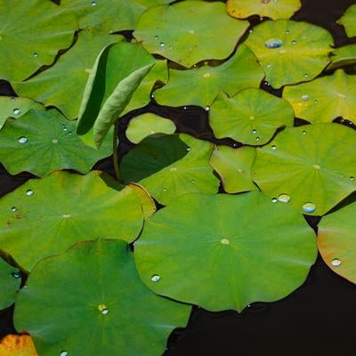 水滴が輝く蓮の葉の写真