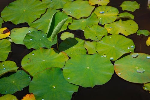 水滴が輝く蓮の葉の写真