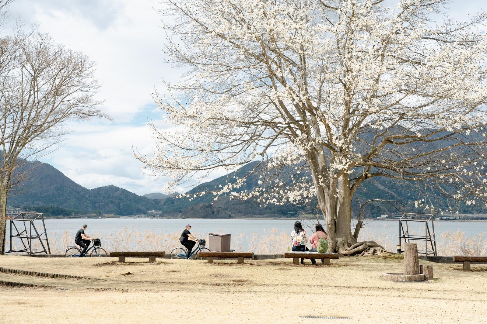 「湖畔のベンチに腰かけて花見中」の写真