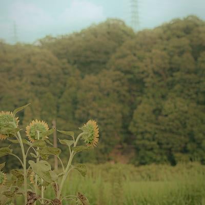 田舎の景色に背を向けた向日葵の素材