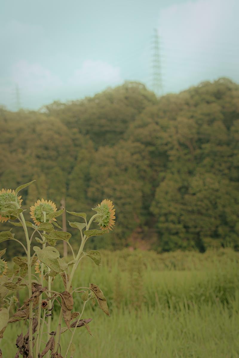 田舎の景色に背を向けた向日葵の写真