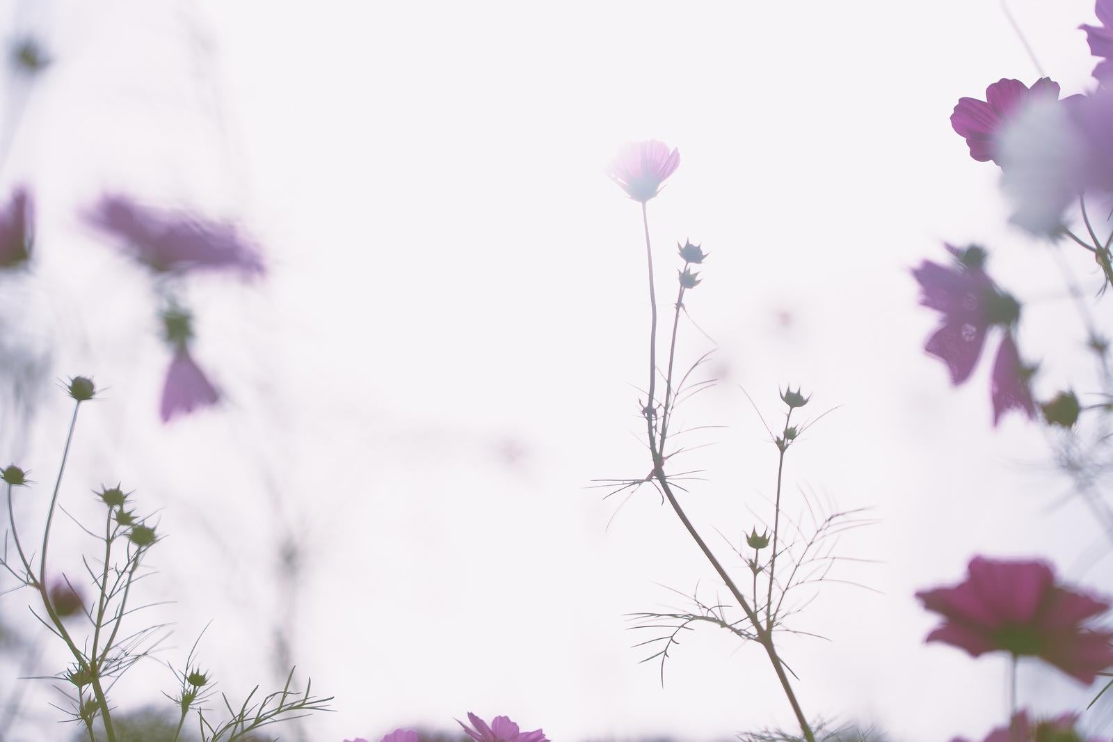 「柔らかな逆光に包まれた秋桜」の写真
