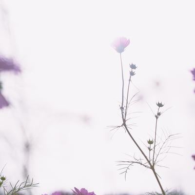 柔らかな逆光に包まれた秋桜の写真