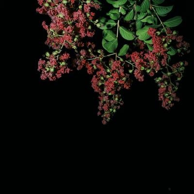 夜に浮かぶサルスベリの花房の写真