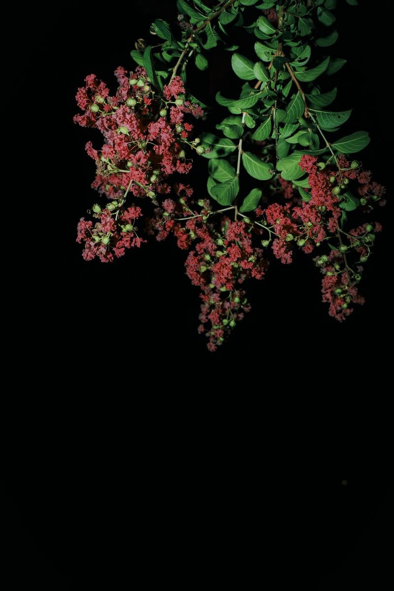 夜に浮かぶサルスベリの花房の写真