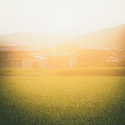 柔らかな光に包まれる穏やかな田舎の写真
