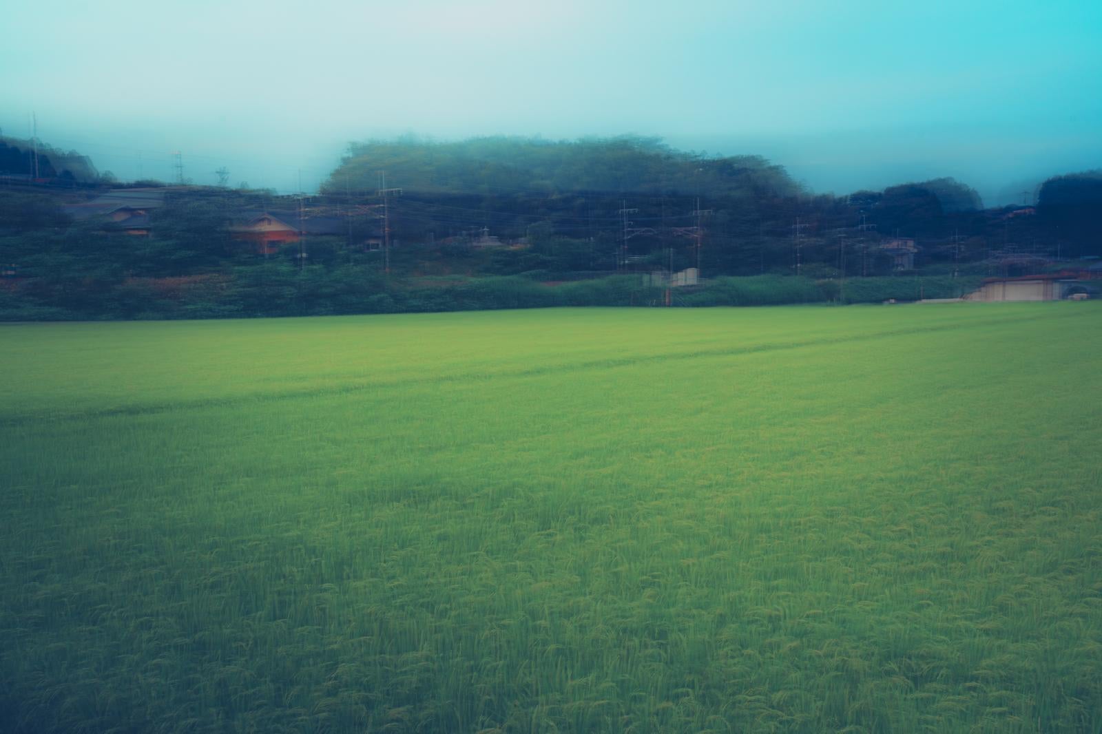 風に揺れる緑の田んぼ photo