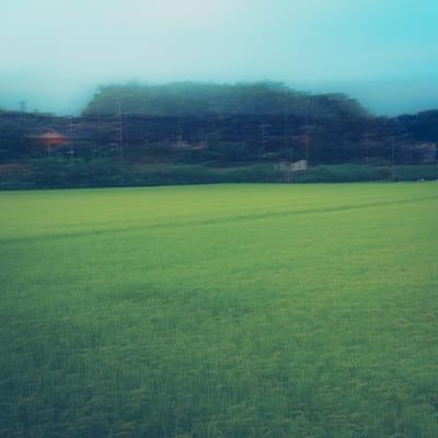 風に揺れる緑の田んぼの写真