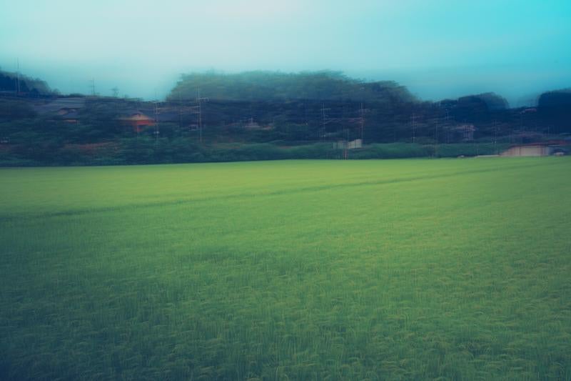 風に揺れる緑の田んぼの写真