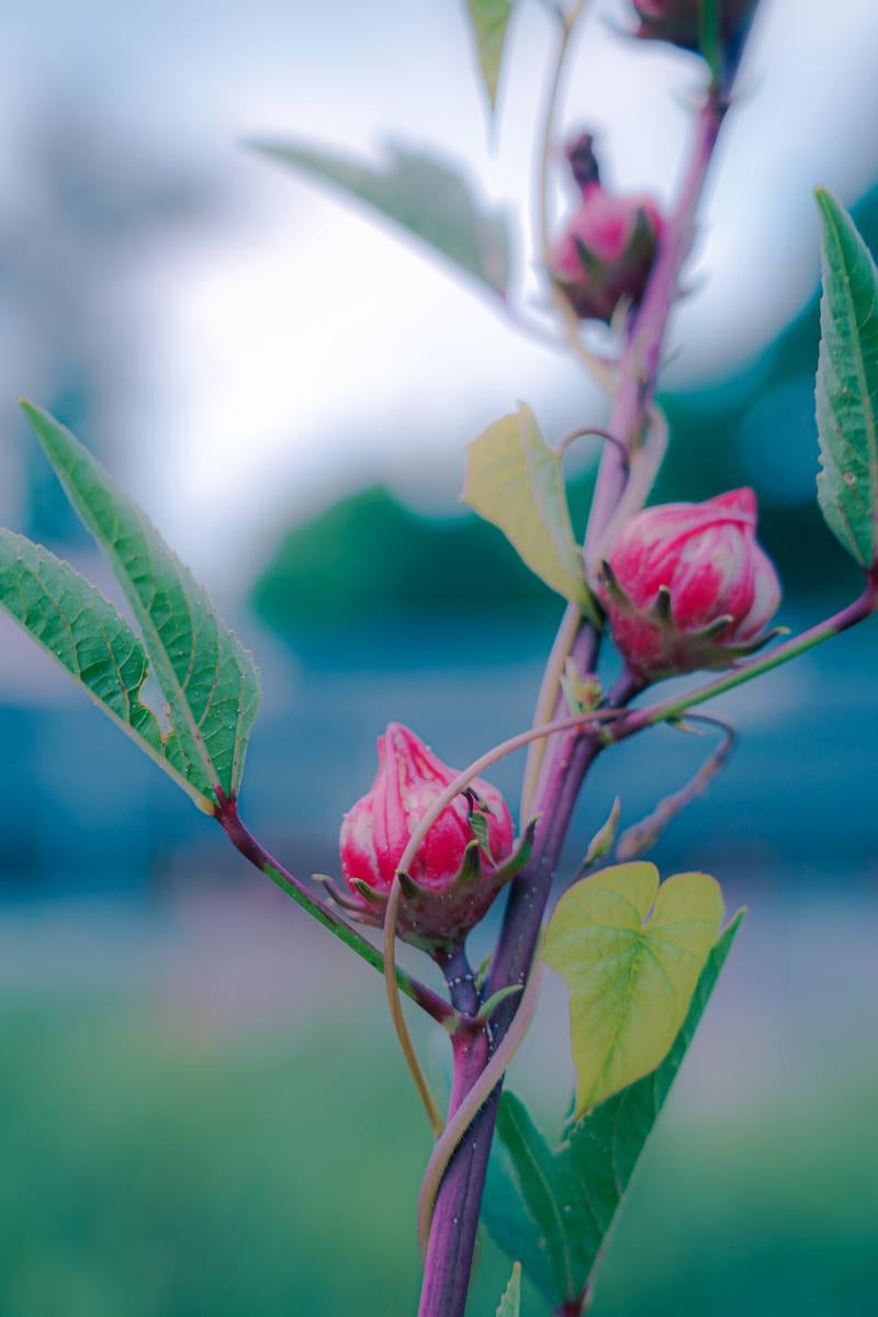 「夕暮れに輝く赤いつぼみ」の写真