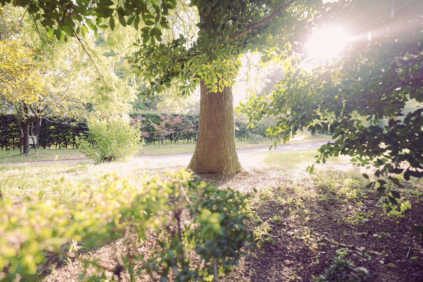「▲新緑と日差しが描く公園の一角」の写真