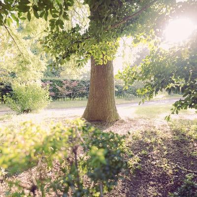 ▲新緑と日差しが描く公園の一角の写真