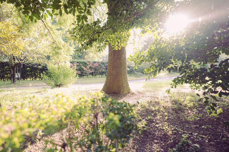 ▲新緑と日差しが描く公園の一角の写真