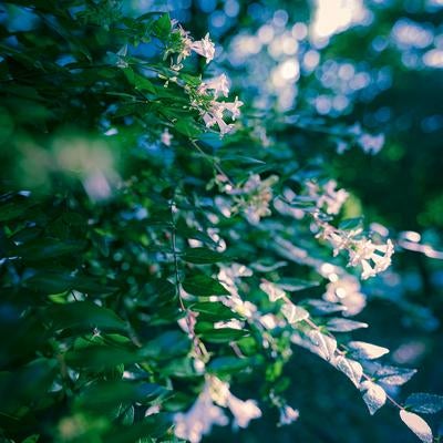 深い緑と木漏れ日が織りなす森の小花の写真