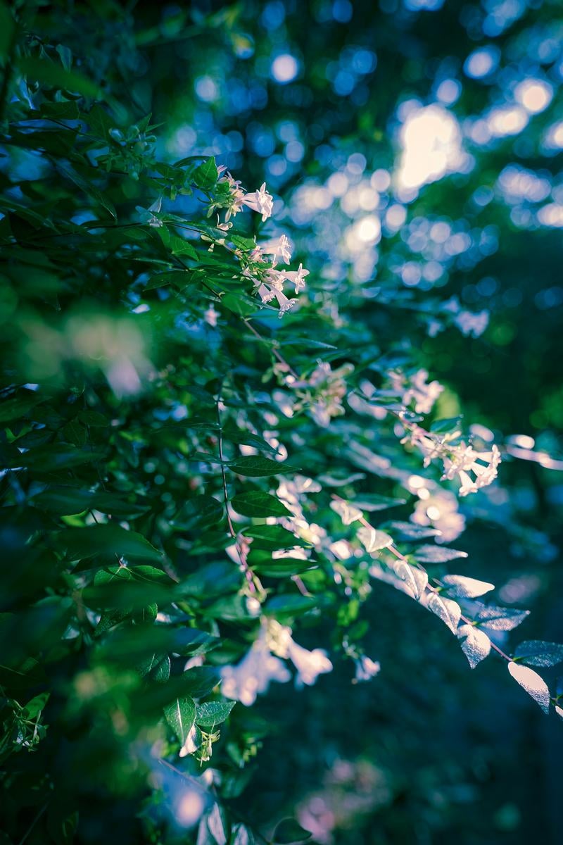 「深い緑と木漏れ日が織りなす森の小花」の写真
