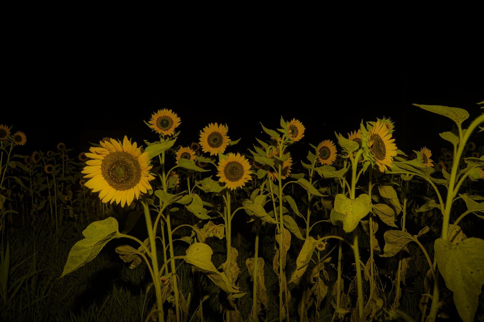 「真夜中に咲くヒマワリの群れ」の写真