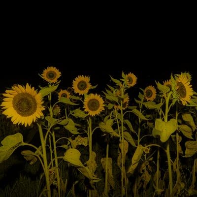 真夜中に咲くヒマワリの群れの素材