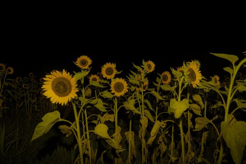真夜中に咲くヒマワリの群れの写真