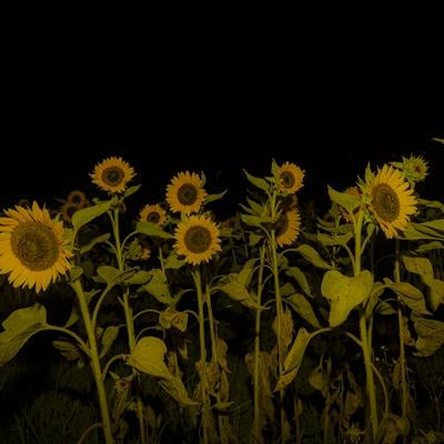 闇夜に咲くヒマワリ畑の素材