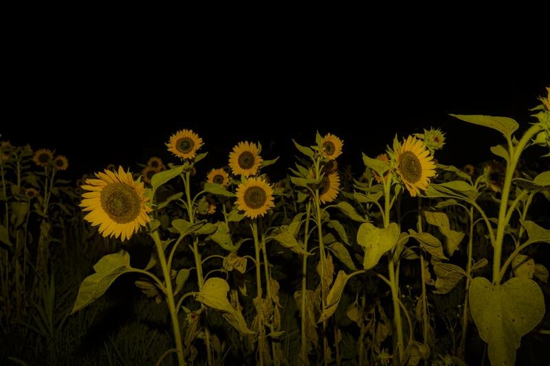 闇夜に咲くヒマワリ畑の写真